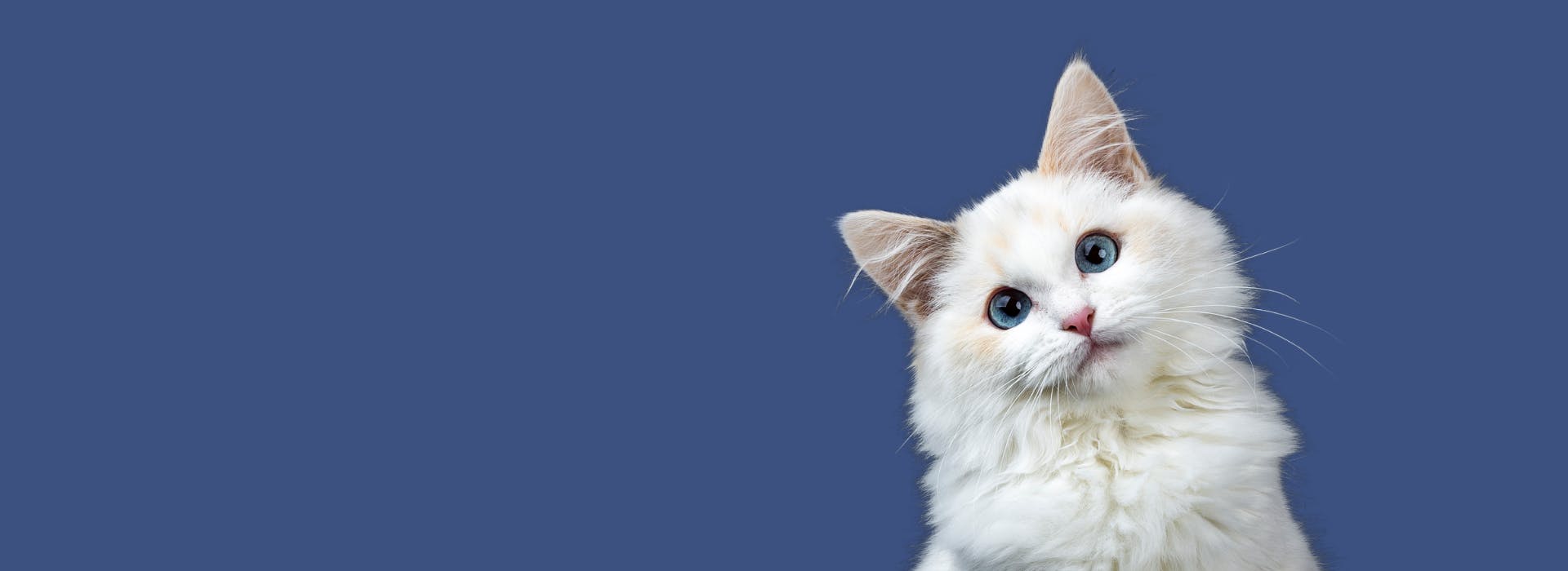 Cat Names that Start with M